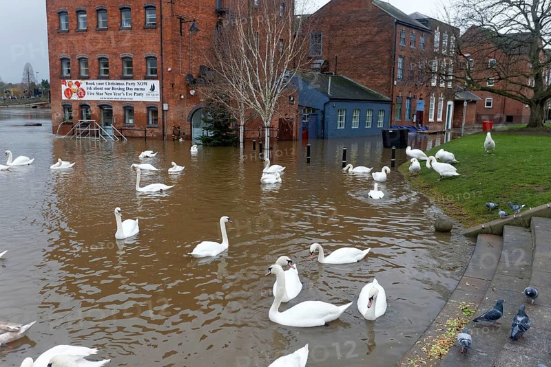 Flock of mute swans