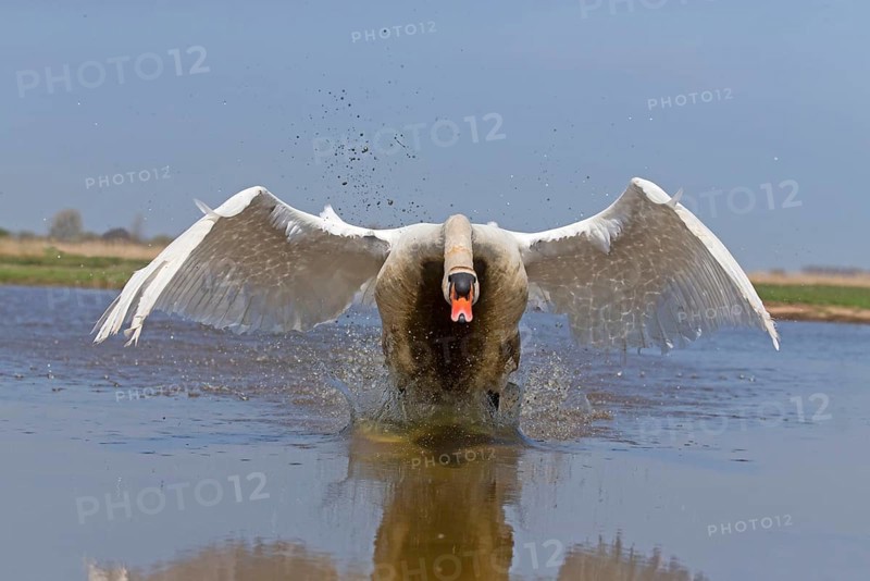 Mute swan