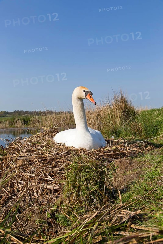 Mute swan