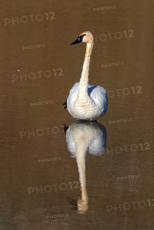 Trumpeter swan