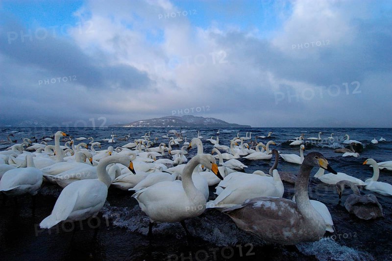 Whooper swan