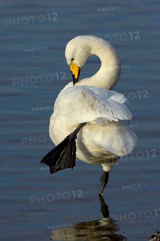 Whooper Swan