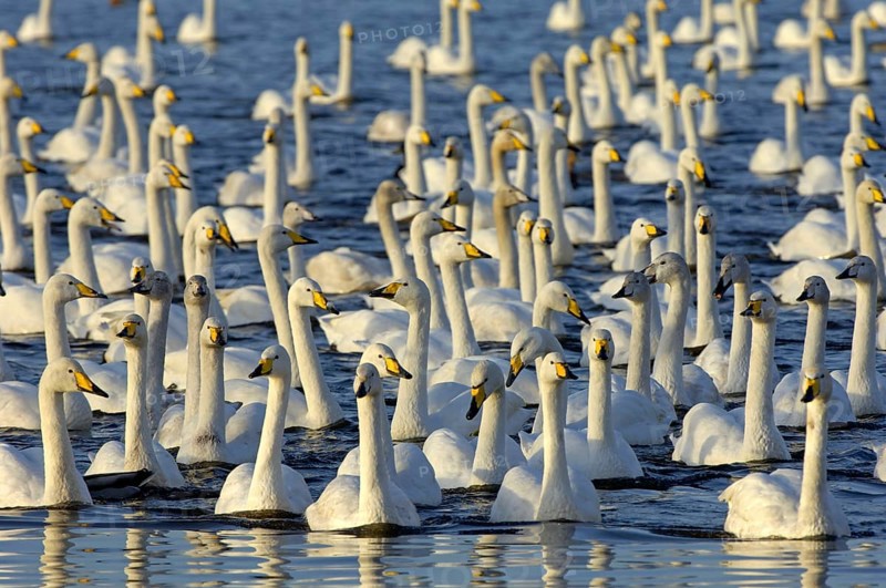 Whooper Swan