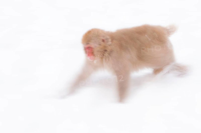 Red-faced macaque