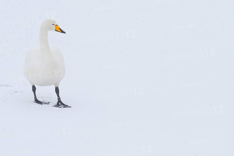 Adult whooper swan