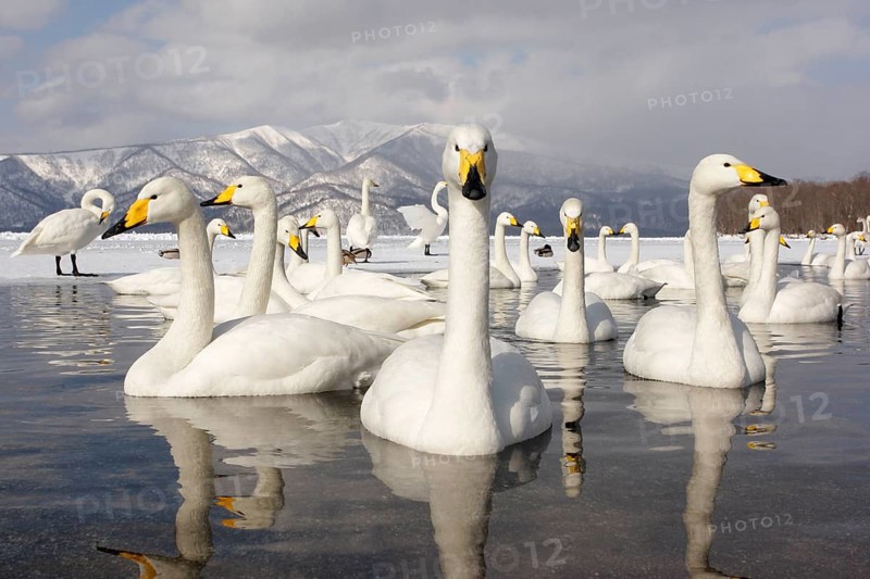 Adult whooper swan