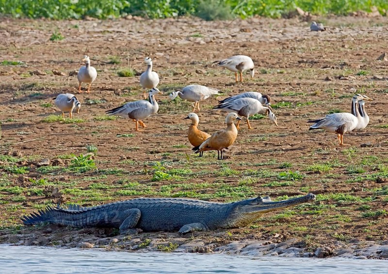 Gharial