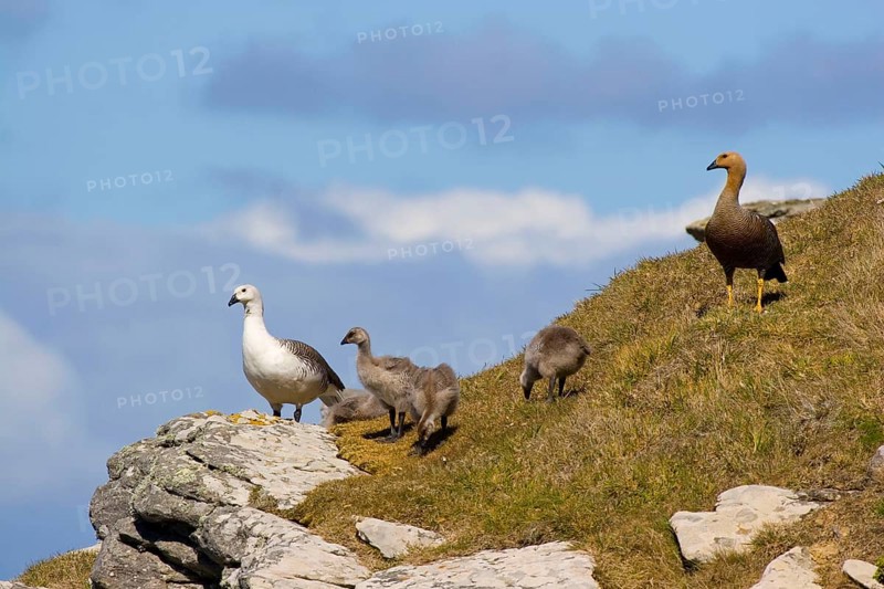 Upland Goose