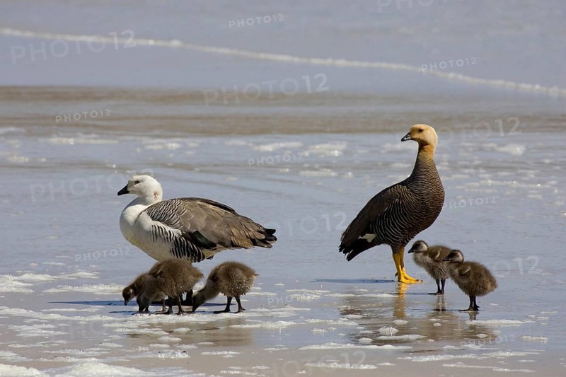 Upland Goose