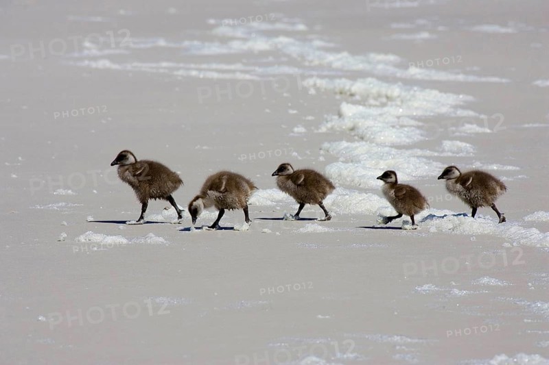 Five Upland Goose