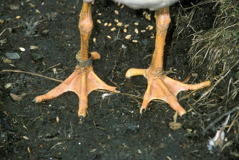 Magpie Goose