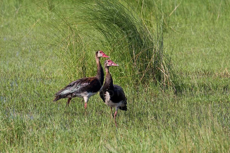 Two spurwinged geese