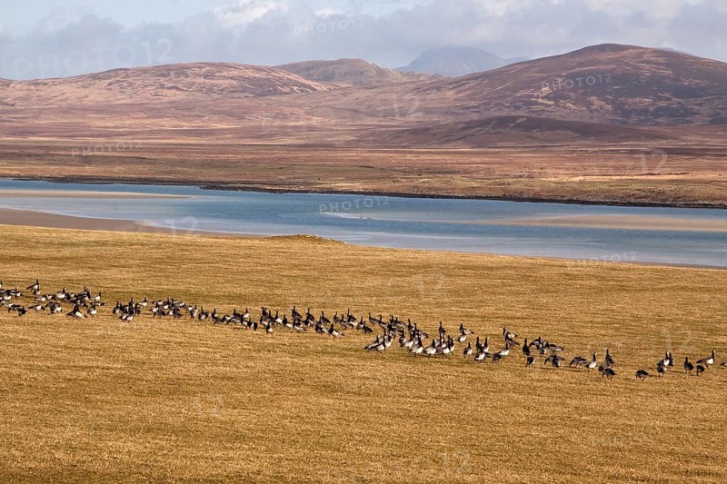 Barnacle Geese on Islay Scotland