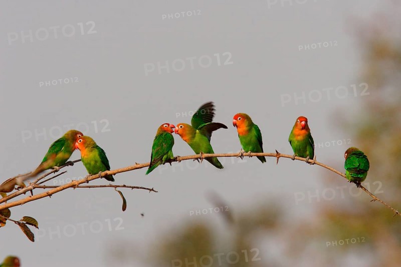 Nyassa Lovebird
