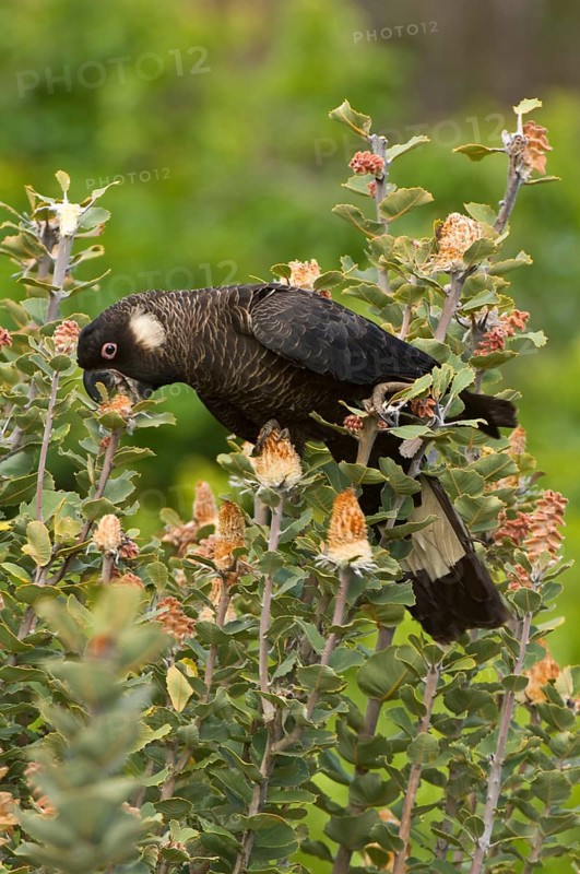 Carnaby's black cockatoo