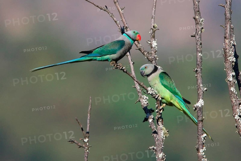 Malabar Parakeet
