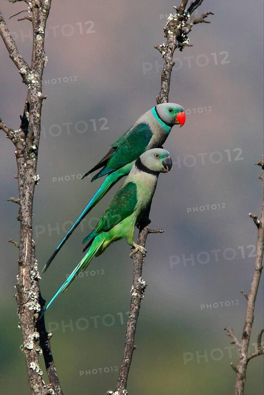 Malabar Parakeet