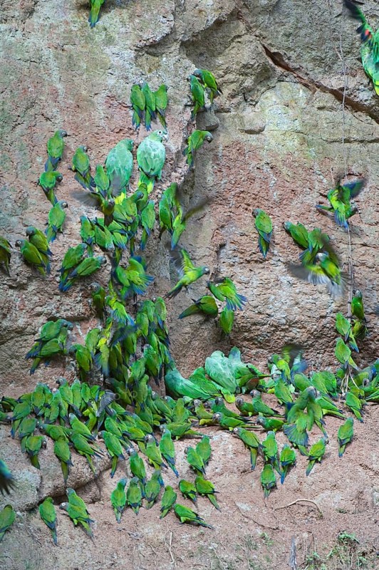 Dusky-headed parakeet