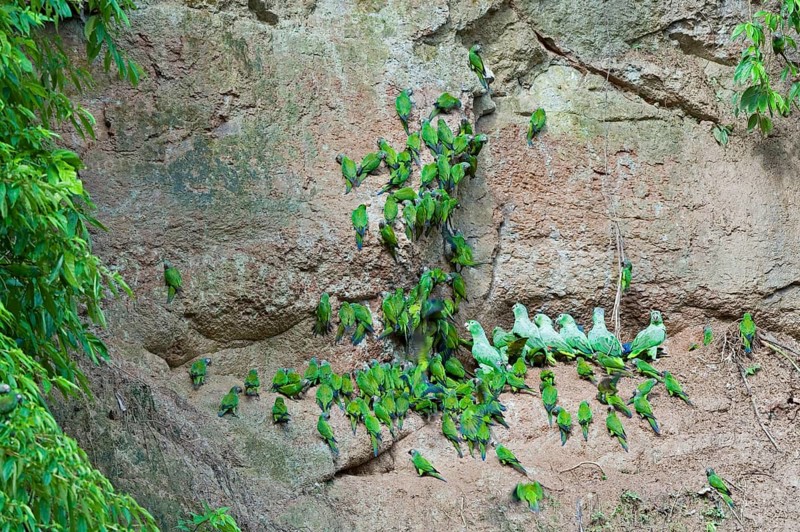 Dusky-headed parakeet
