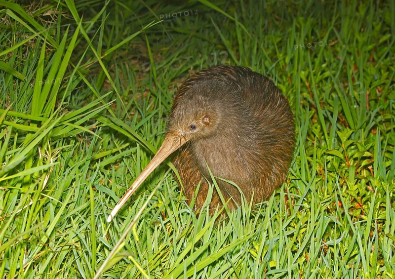 North Island Brown Kiwi