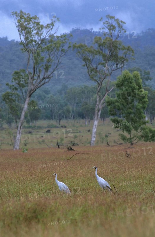 Grus rubicundus