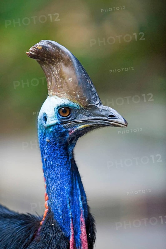 Adult double-wattled cassowary