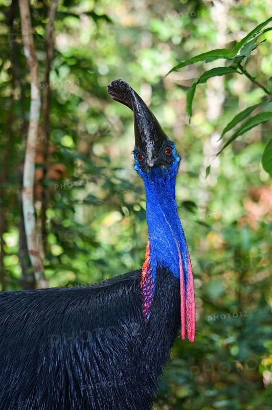 Adult double-wattled cassowary