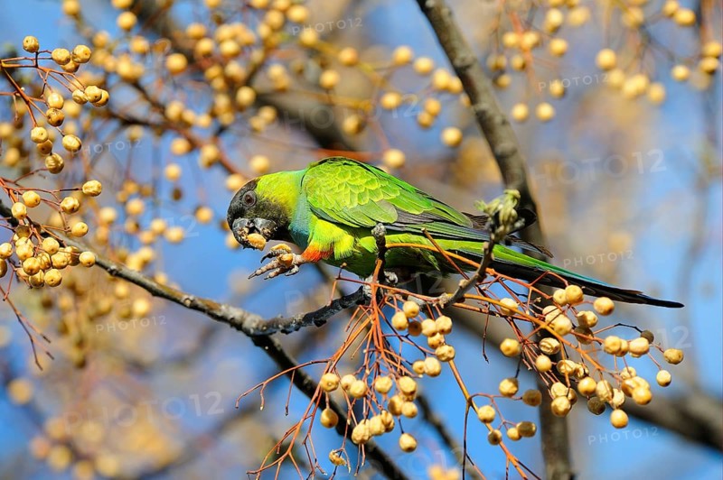 Adult nanday parakeet