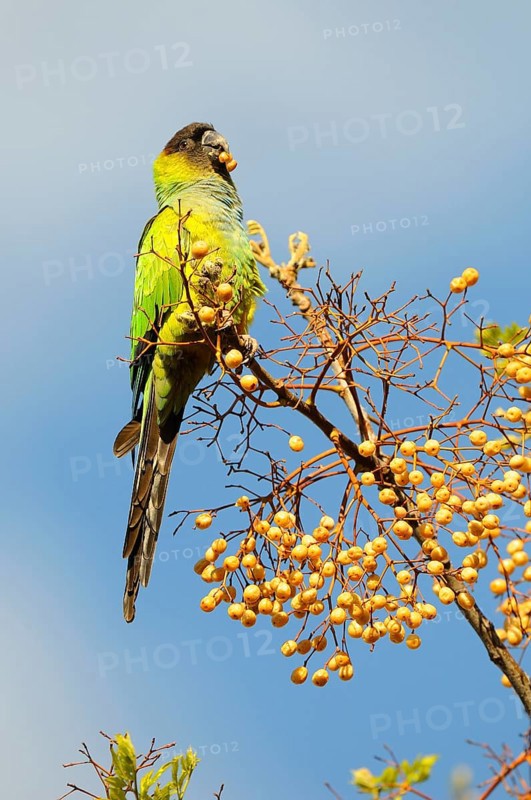 Adult nanday parakeet