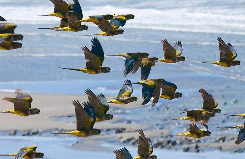 Small Rock Parakeet