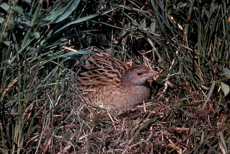 Meadow Rail