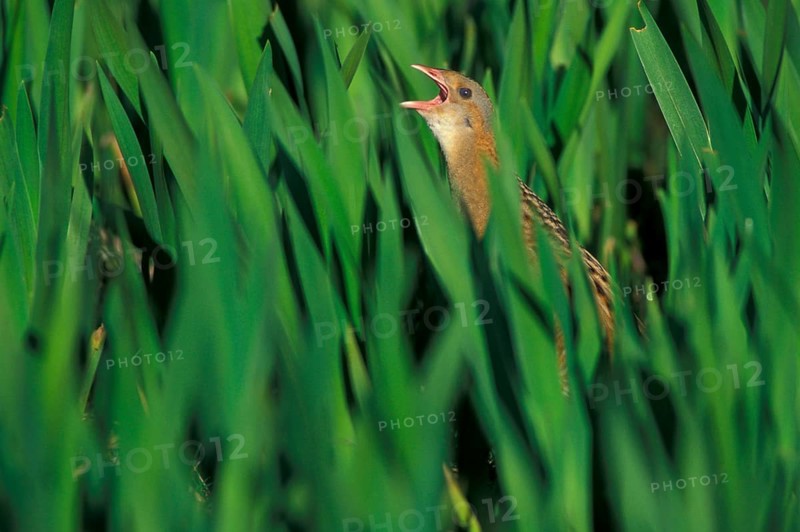 Meadow Rail