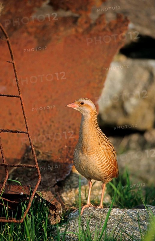 Meadow Rail