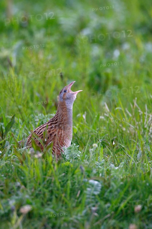Corncrake