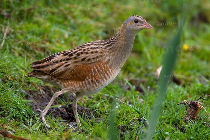 Meadow Rail