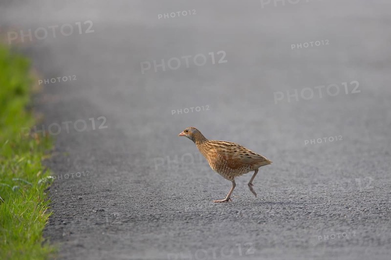 Meadow Rail