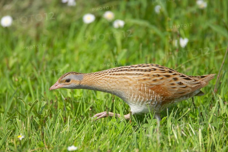 Meadow Rail