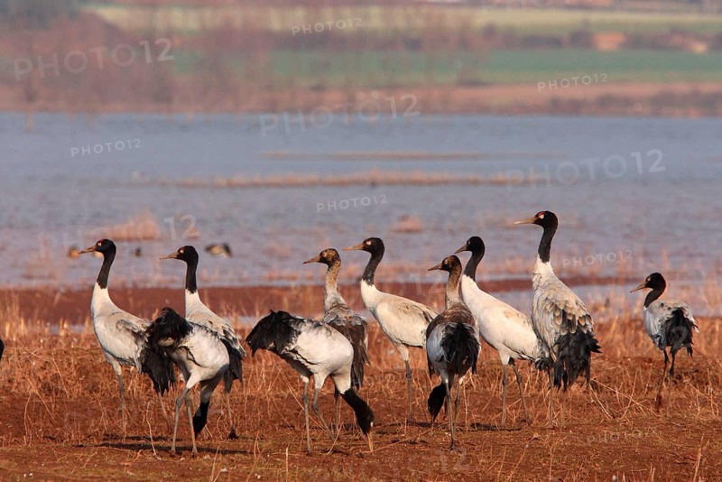 Black-necked Crane