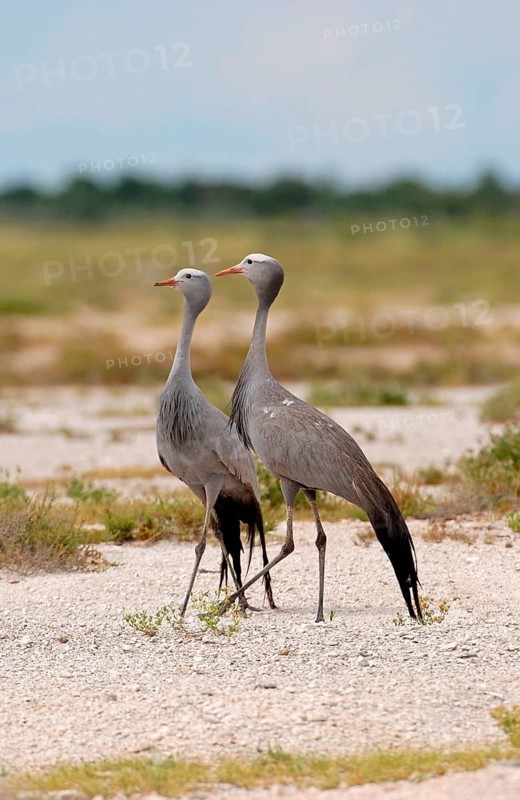 Paradise Crane