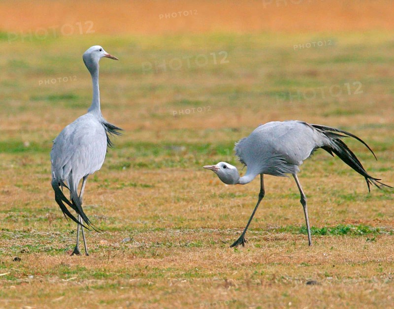 Paradise crane