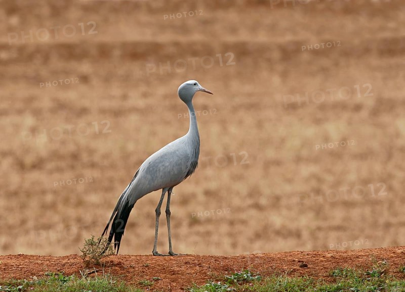 Blue Crane