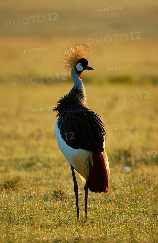 Gray crowned-cranes