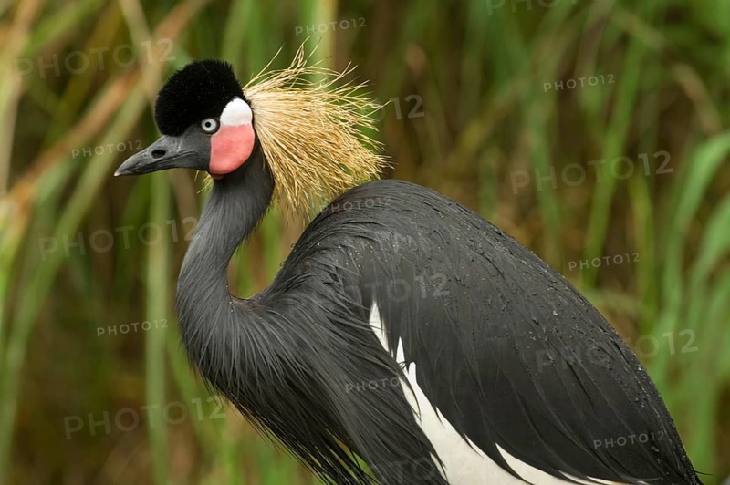Black black crowned crane