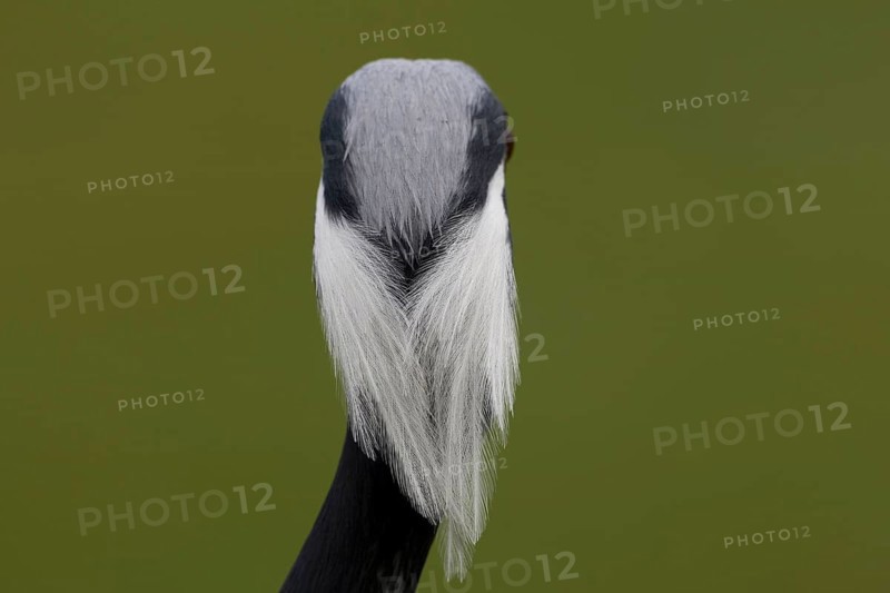 Demoiselle crane