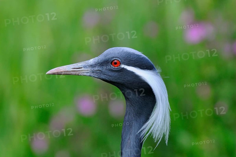 Demoiselle demoiselle crane