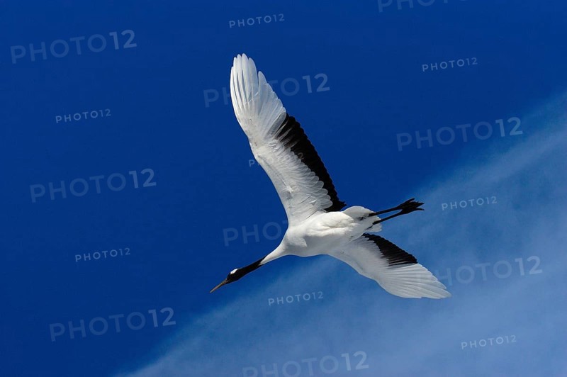 Manchurian Crane