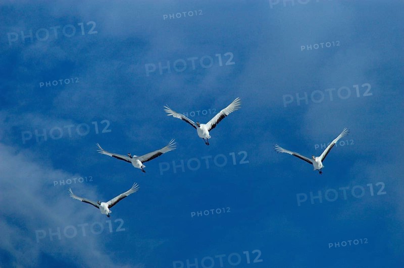 Manchurian Crane