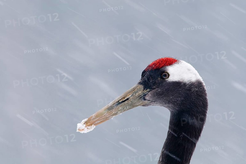 Japanese red-crowned crane