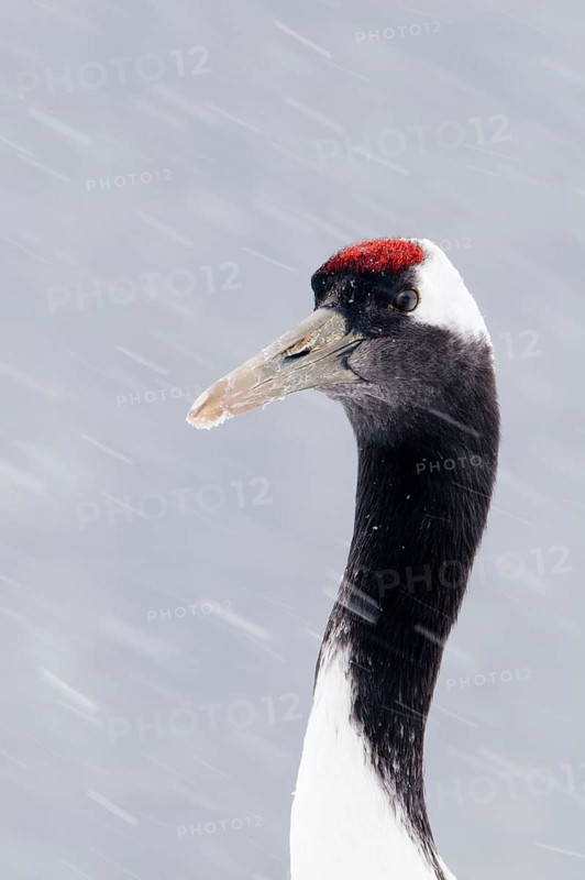 Japanese red-crowned crane