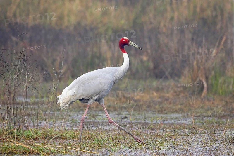 Adult sarus crane